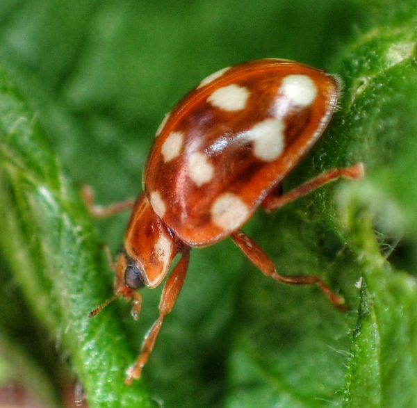 Cream-spot Ladybird