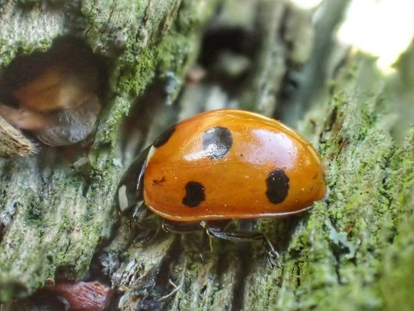 Harlequin on Lichen