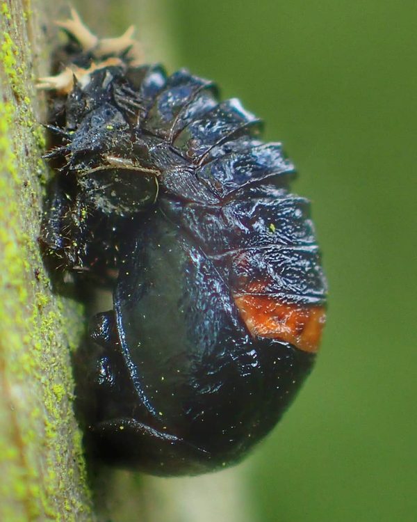 Ladybird Pupa