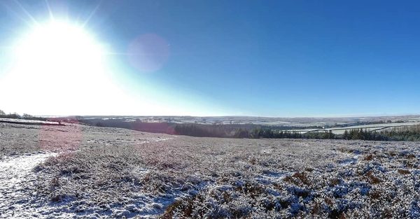 Frosted Heathland