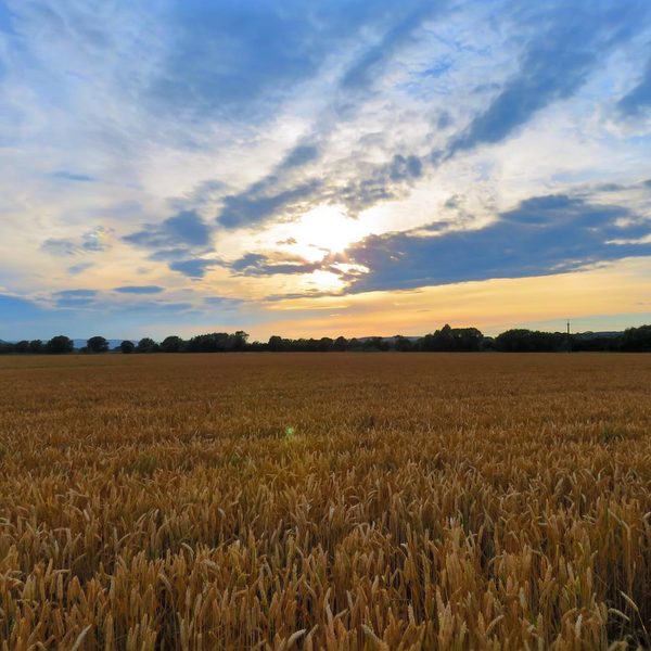 Wheat Field Sunset