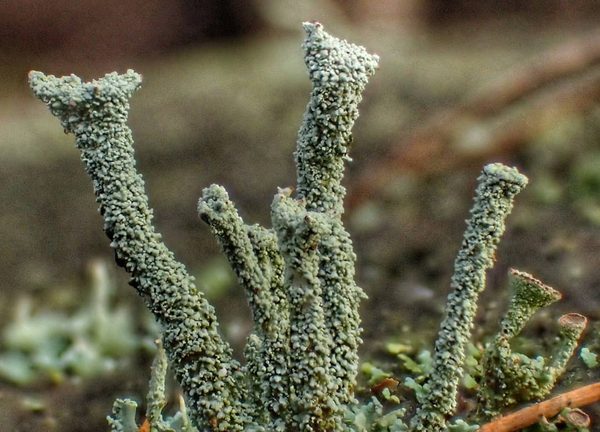 Trumpet Lichen