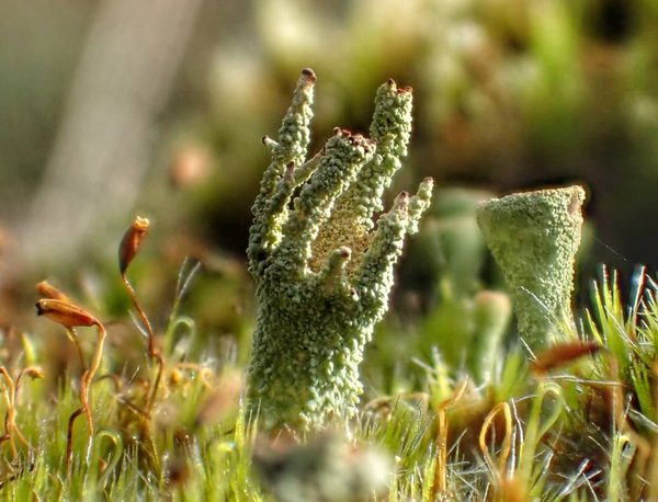 Lichen Among Moss