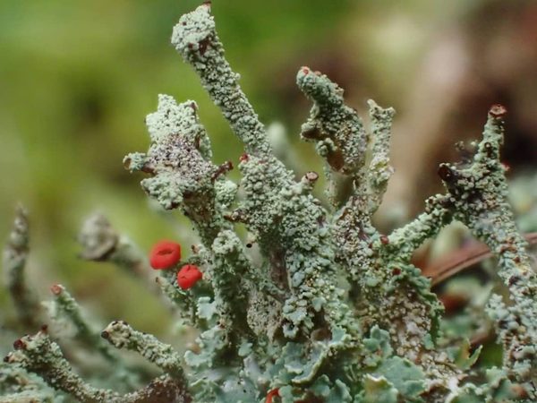 Red Apothecia