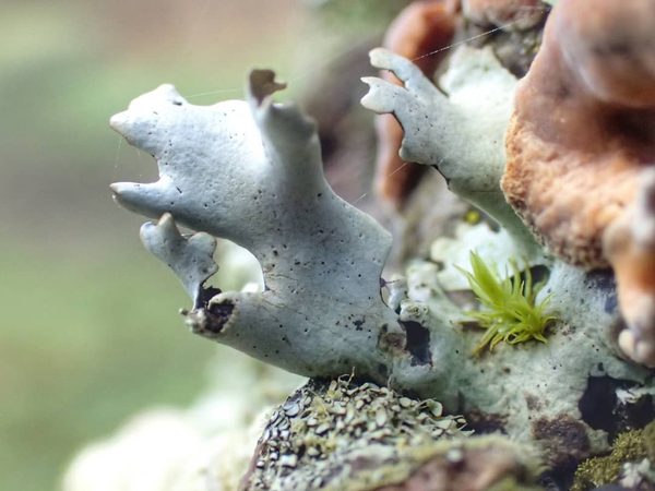 Foliose Lichen