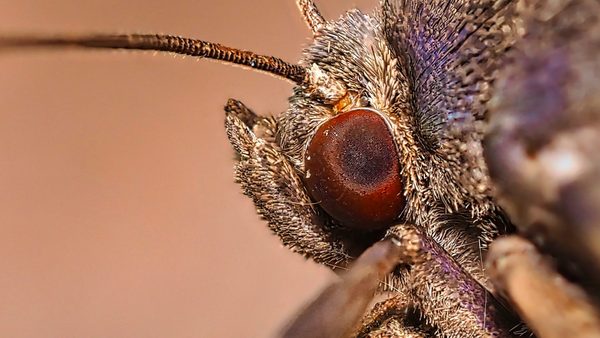 Moth Eye Close-up