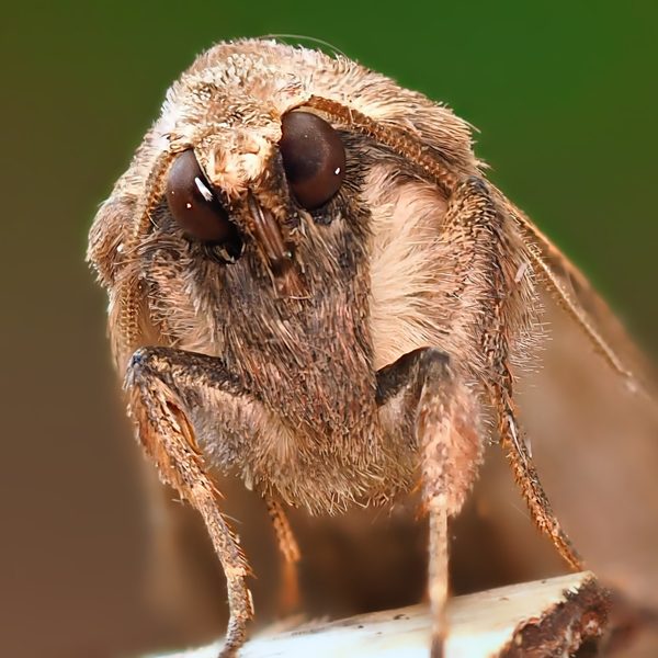 Moth Portrait