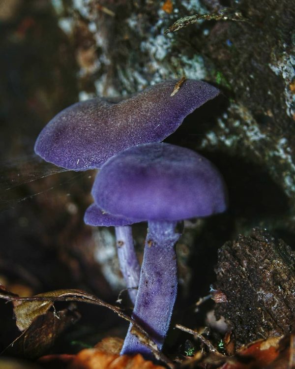 Amethyst Deceiver
