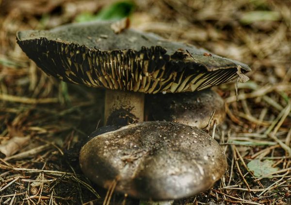 Grey Mushroom Pair