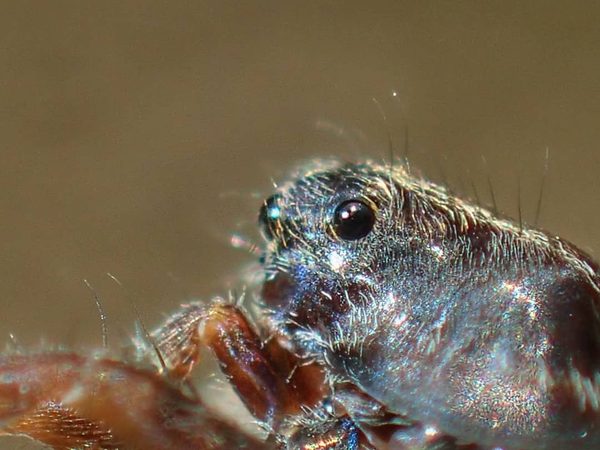 Jumping Spider