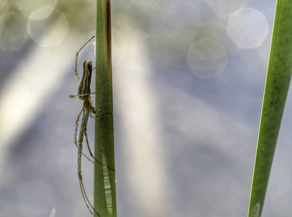 Long-jawed Orb Weaver