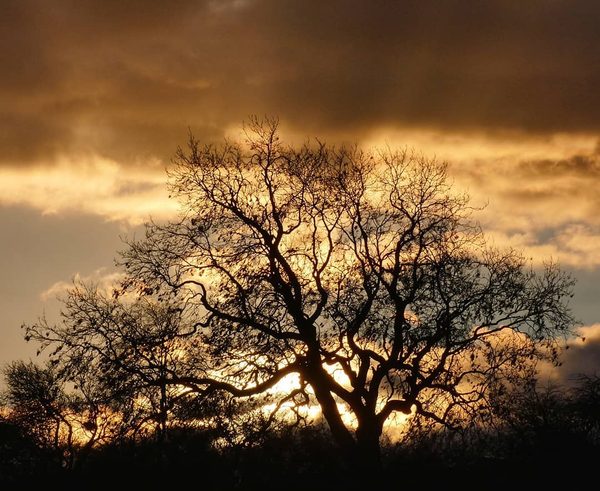 Oak at Sunset