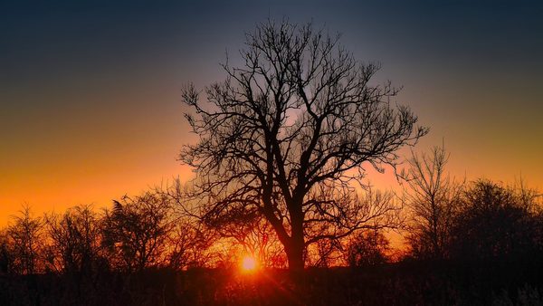 Winter Tree Sunrise
