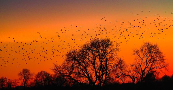 Starling Murmuration