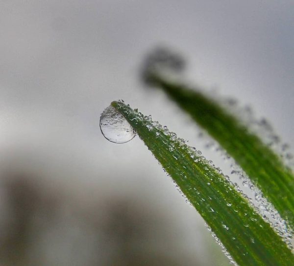 Dewdrop on Grass Tip