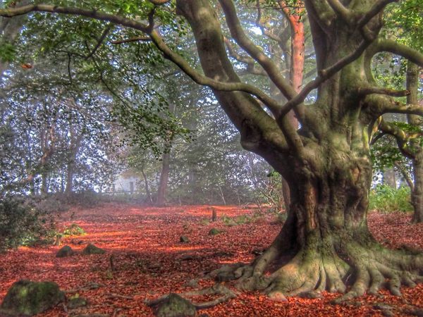 Ancient Beech