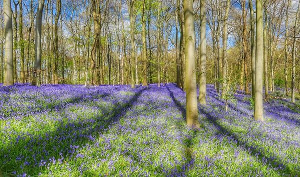 Bluebell Panorama
