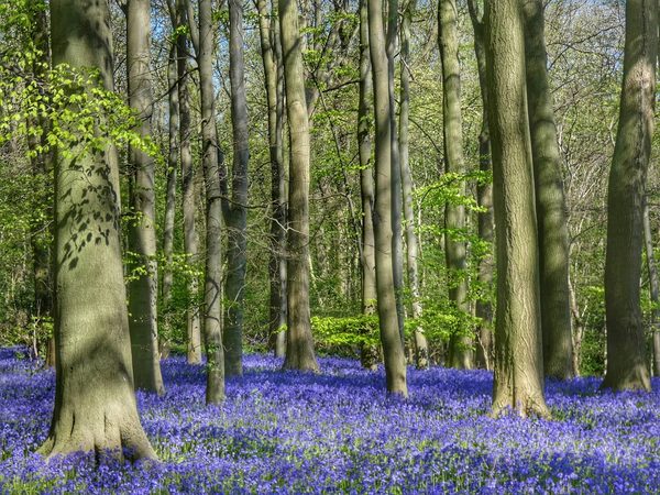 Dappled Bluebell Wood