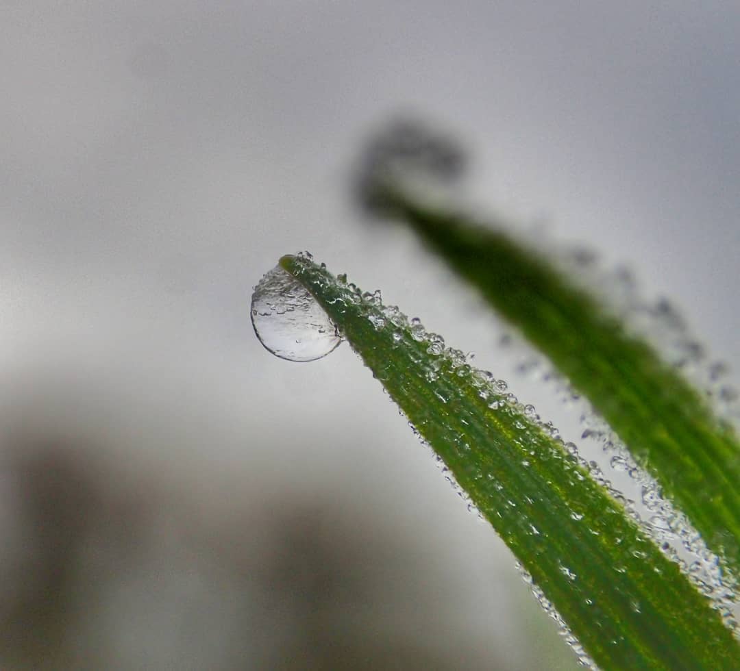 Dewdrop Perfect Sphere Grass Blade Tip Macro Tiny Droplets Edges Grey Sky Bokeh