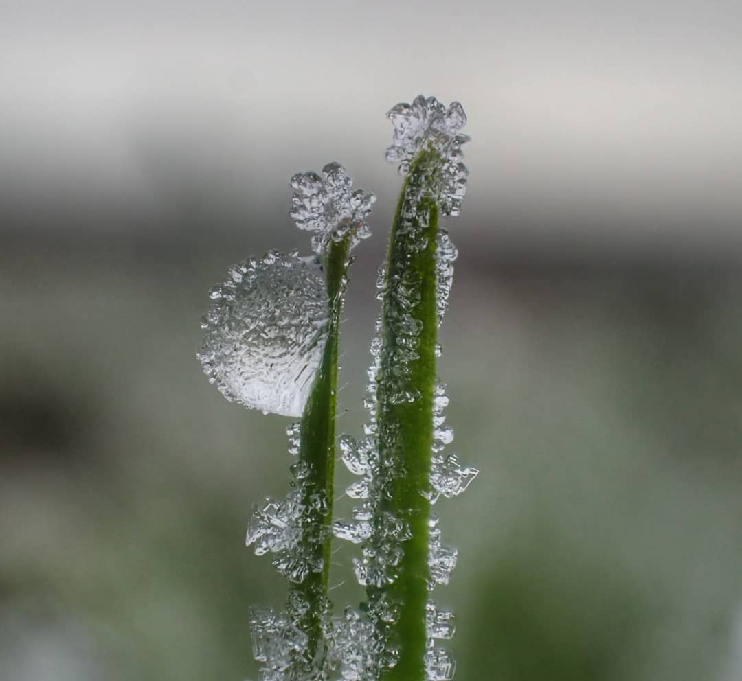 Frost Crystals On Plant Stems
