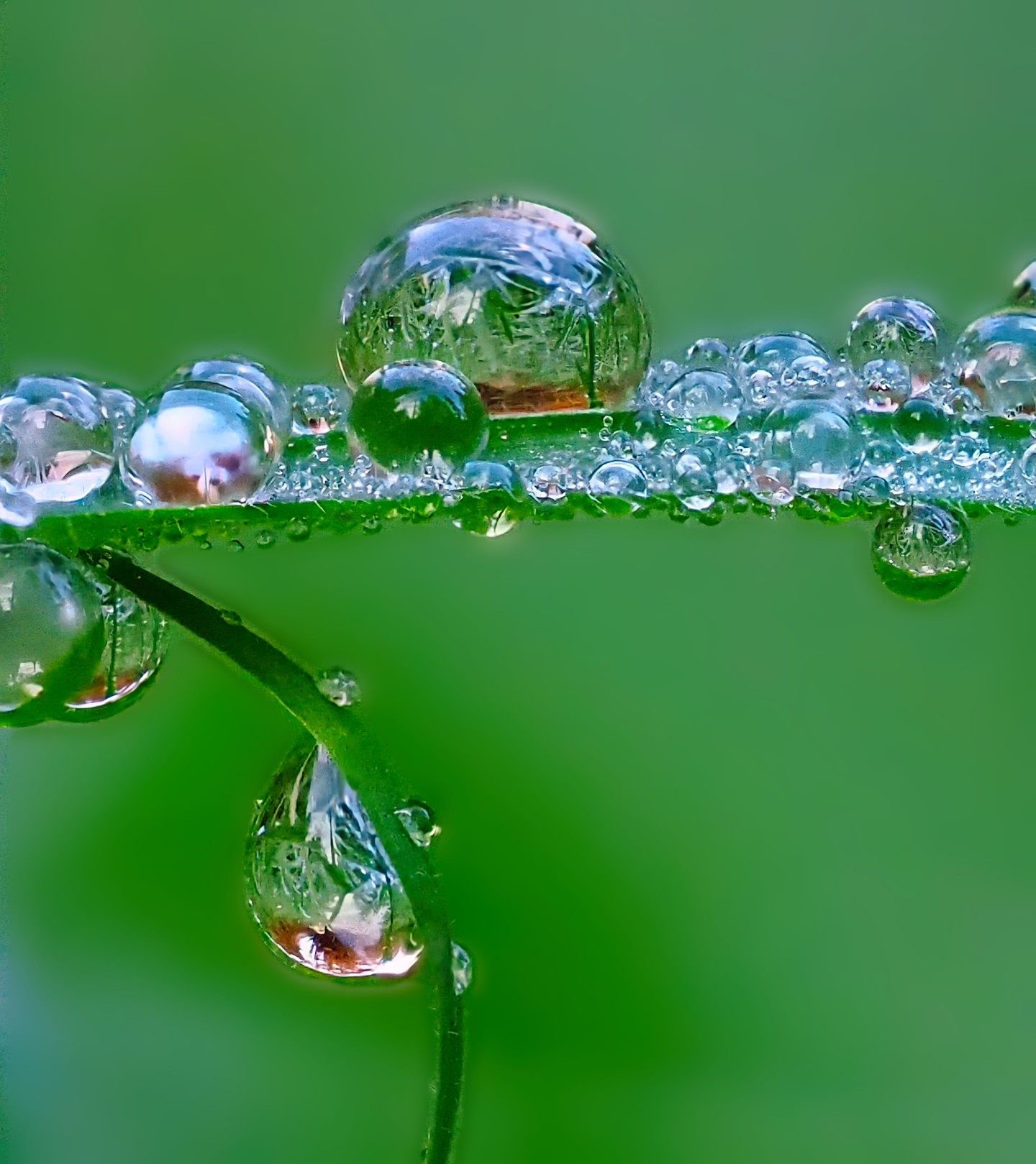 Water Droplets Multiple Dew Drops Grass Blade Spherical Macro Green Background