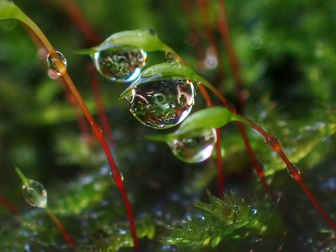 Water Droplets On Moss Green Red Stems Spherical Dew Reflections Macro