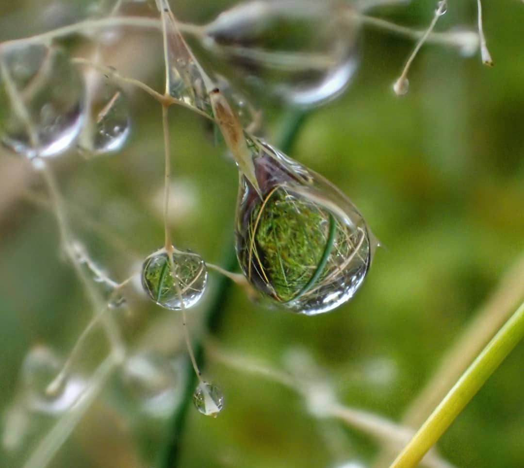 Water Droplets Spherical Dew Large Small Dried Grass Stems Green Reflections
