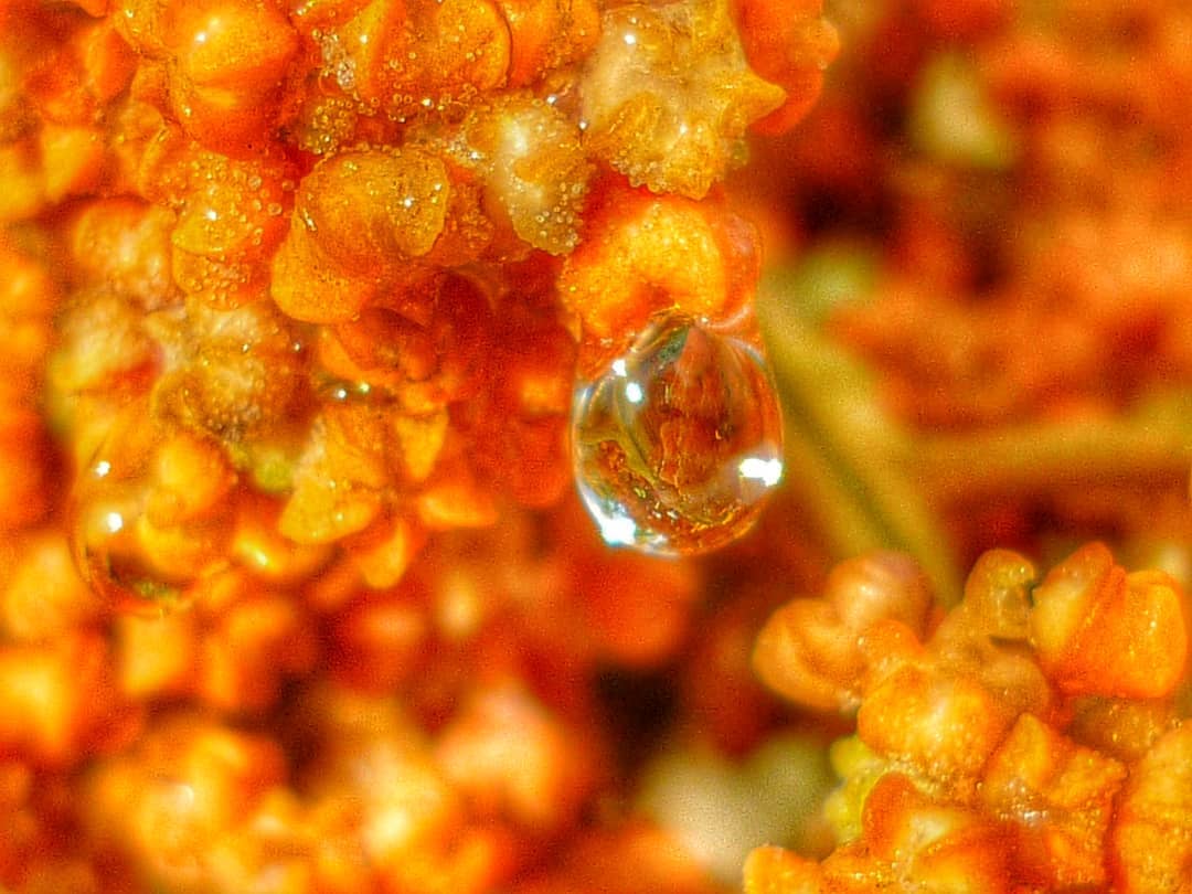 Xanthoria Lichen Vivid Orange Apothecia Water Droplet Suspended Macro