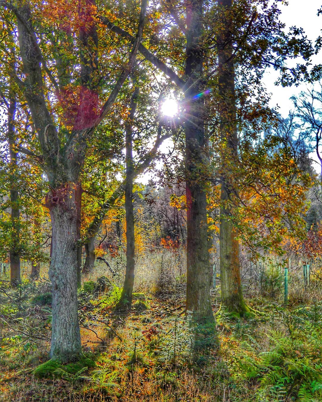 Autumn Woodland Sun Burst Orange Yellow Canopy Ferns Floor
