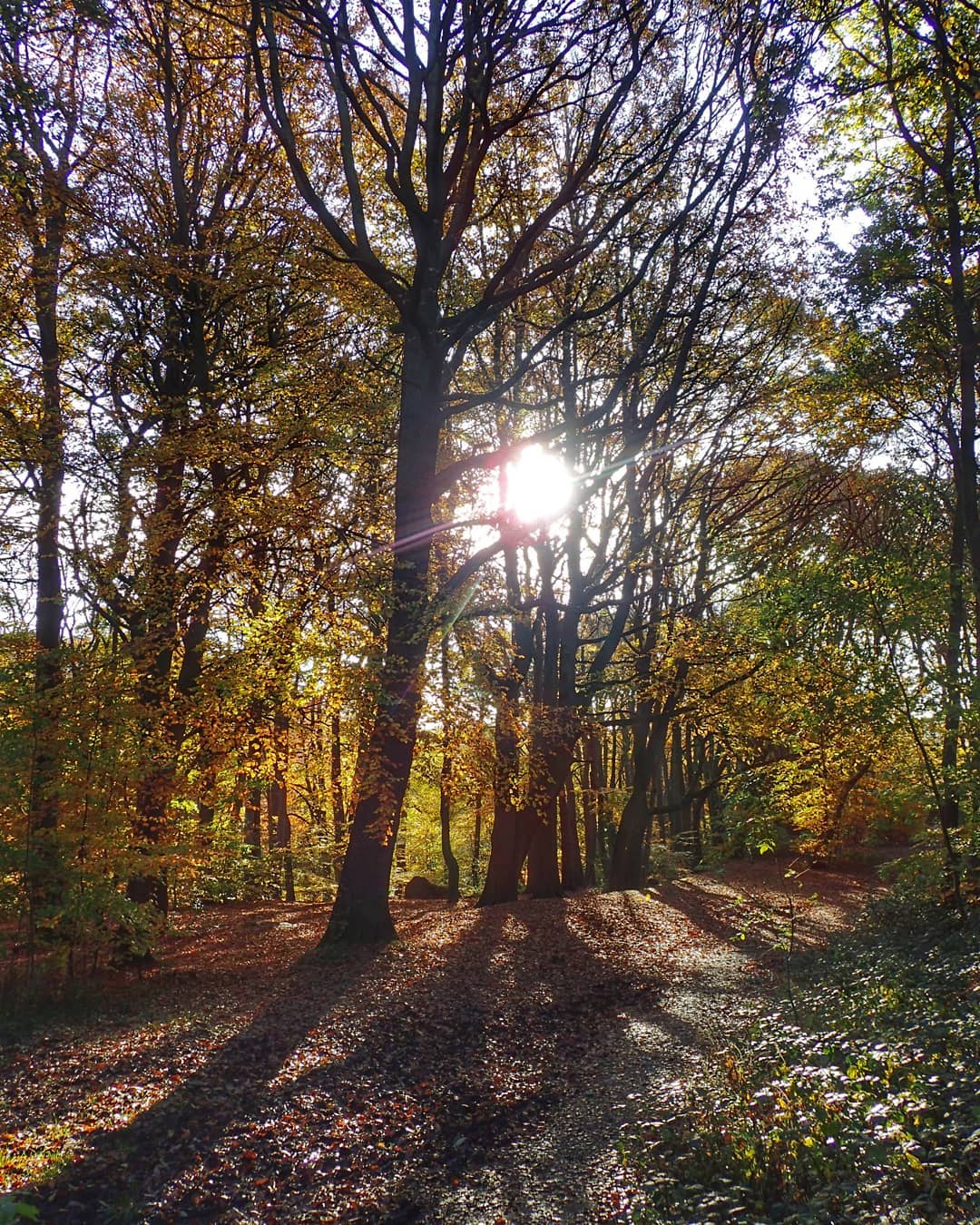 Autumn Woodland Sunlight Through Trees Orange Yellow Leaves Leaf Litter Path