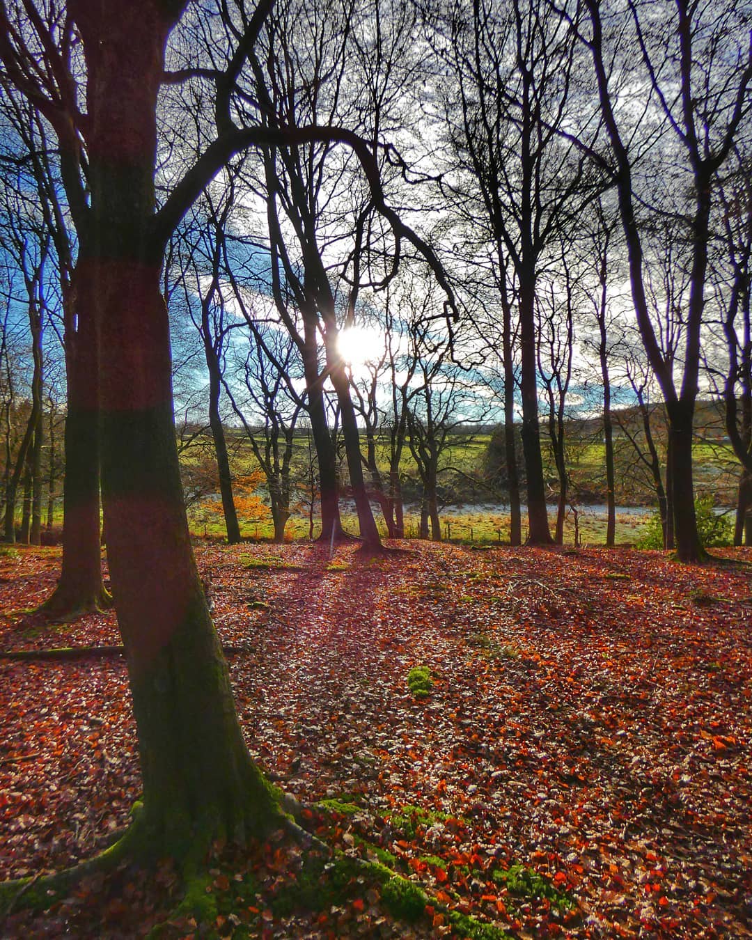 Bare Beech Trees Red Leaf Carpet Sun Star Green Fields Beyond