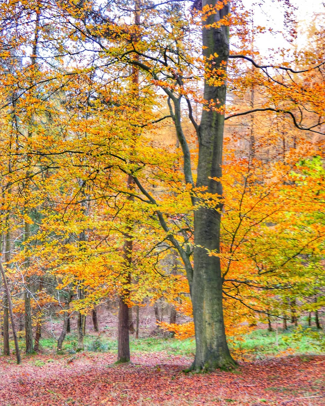Beech Trees Golden Orange Autumn Foliage