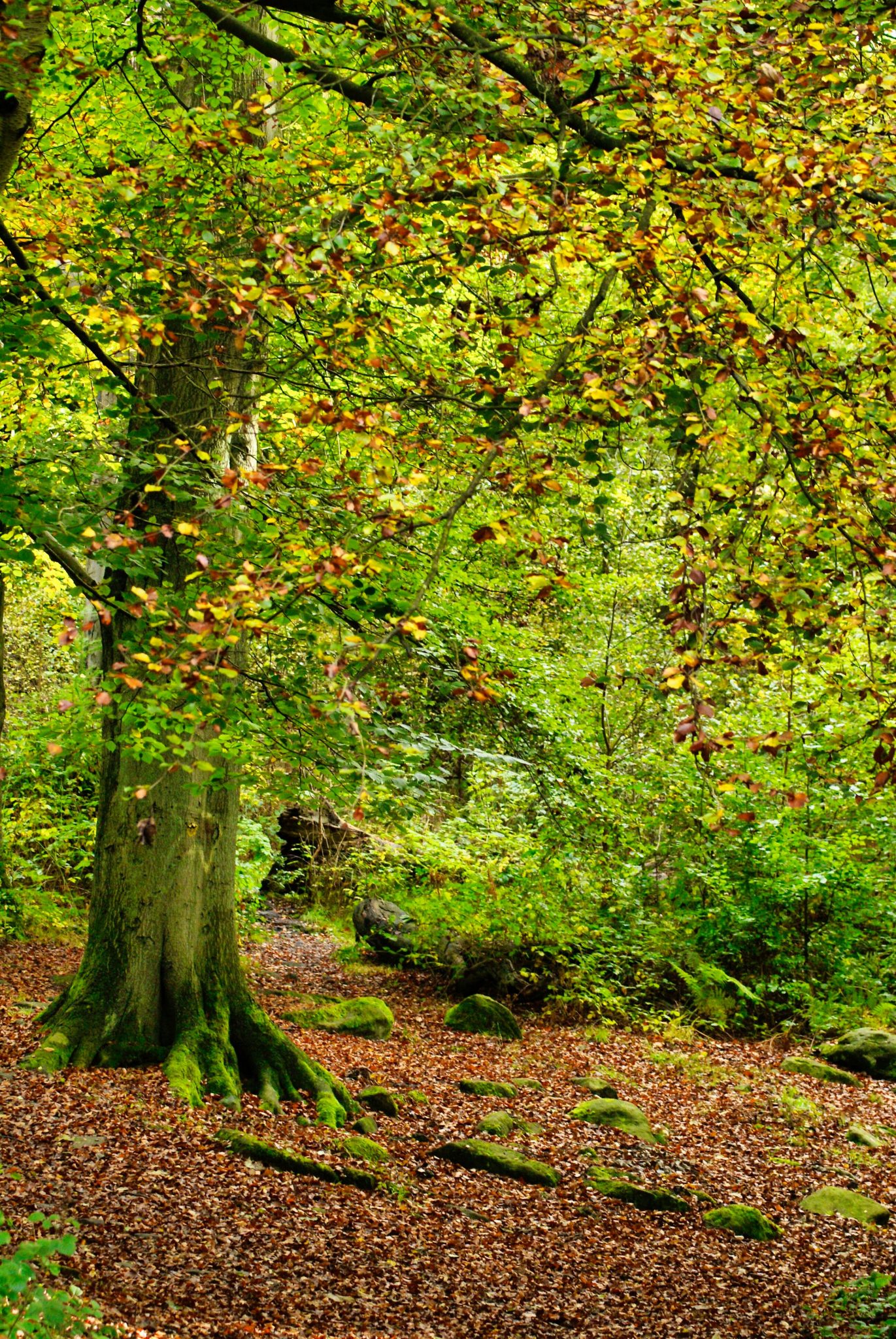 Beech Woodland Autumn Large Tree Green Yellow Orange Leaves Mossy Roots Leaf Litter