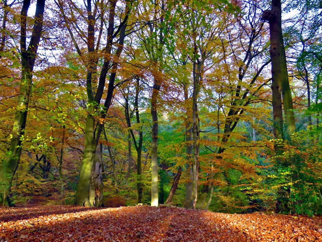 Beech Woodland Vivid Orange Yellow Red Foliage Red Leaf Carpet Floor