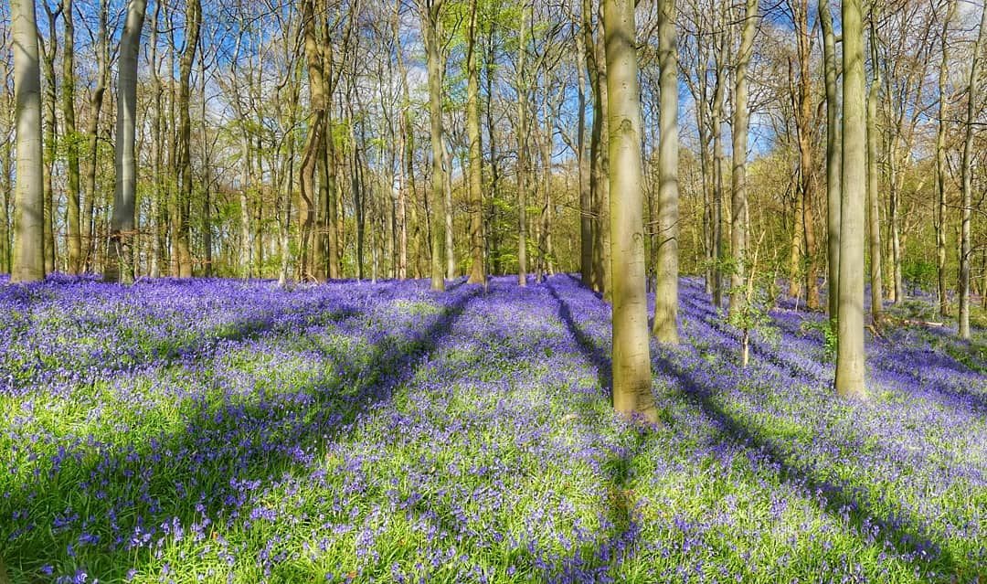 Bluebell Carpet Panoramic Tree Shadows Bare Beech Spring