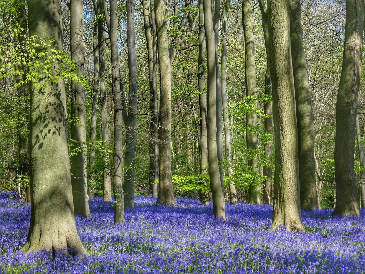 Bluebell Woodland Beech Trees Dappled Light Fresh Spring Leaves