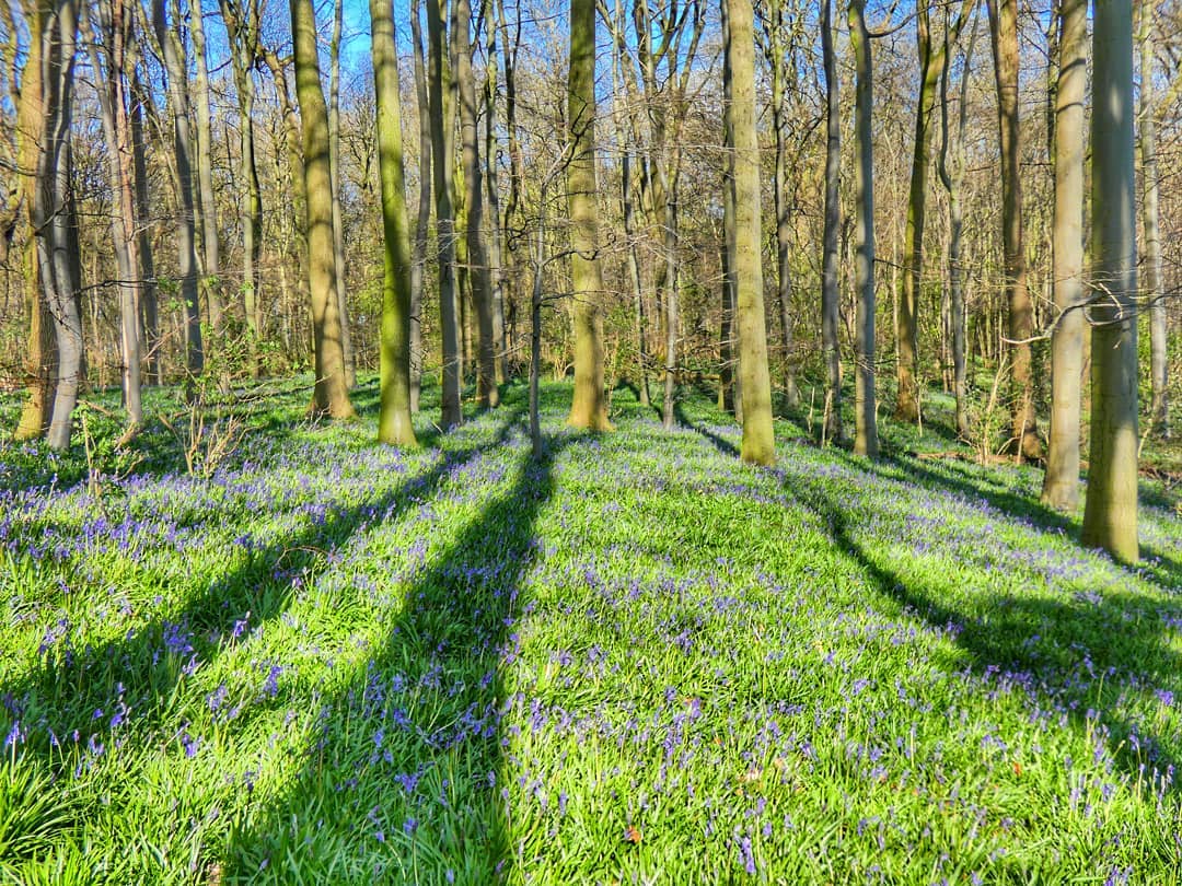 Bluebell Woodland Carpet Hyacinthoides Non Scripta Spring Bare Trees Long Shadows Blue Sky