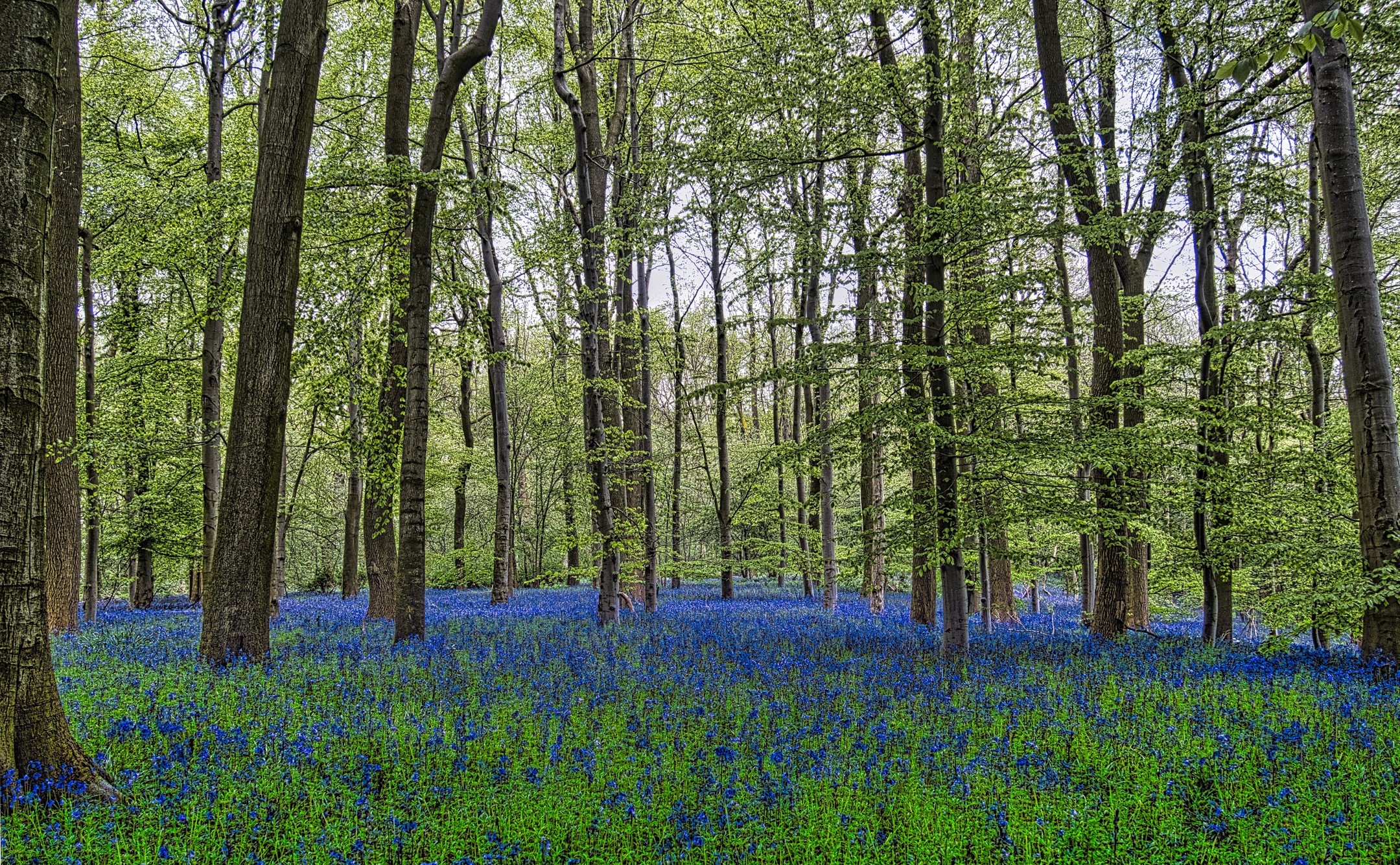 Bluebell Woodland Panoramic Tall Beech Trunks Deep Blue Carpet
