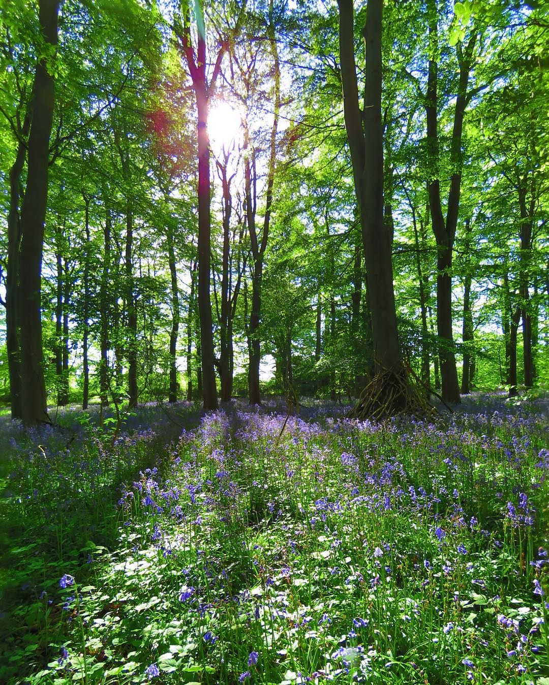Bluebell Woodland Sunburst Beech Wood Anemones Mixed Wildflowers