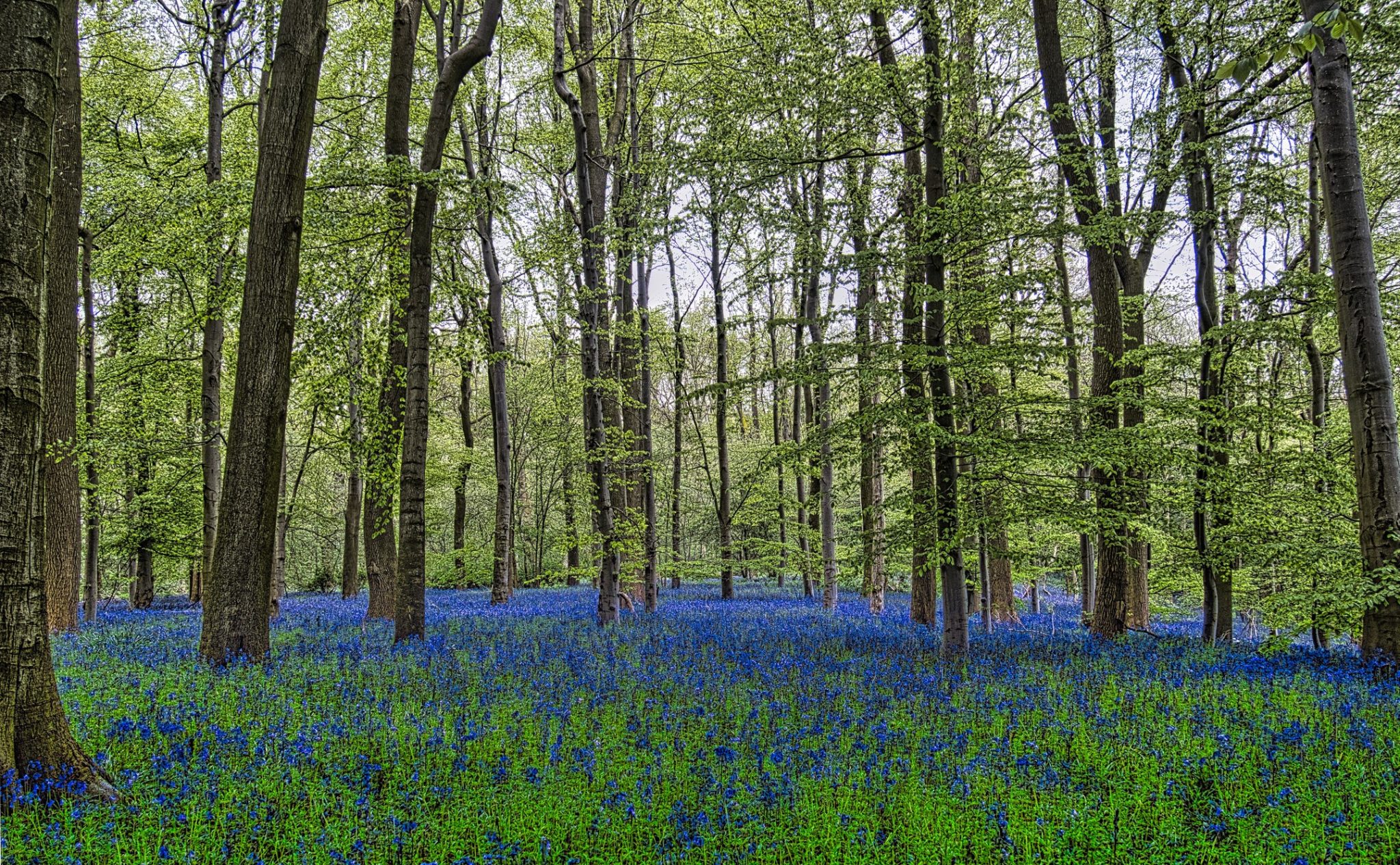 Bluebell Woodland Wide View Fresh Green Beech Canopy Overcast
