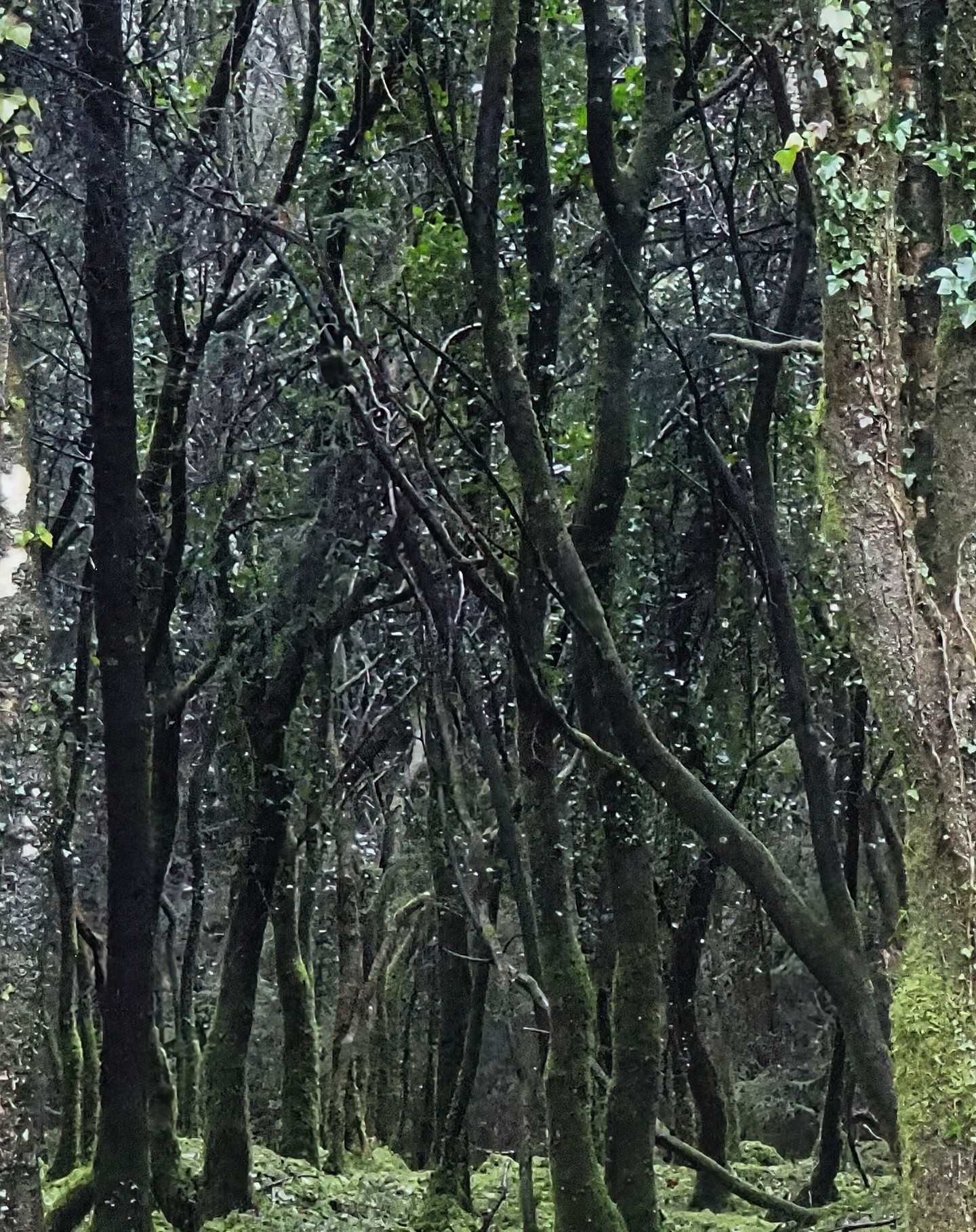 Dark Dense Twisted Bare Woodland Moss Covered Trunks Moody