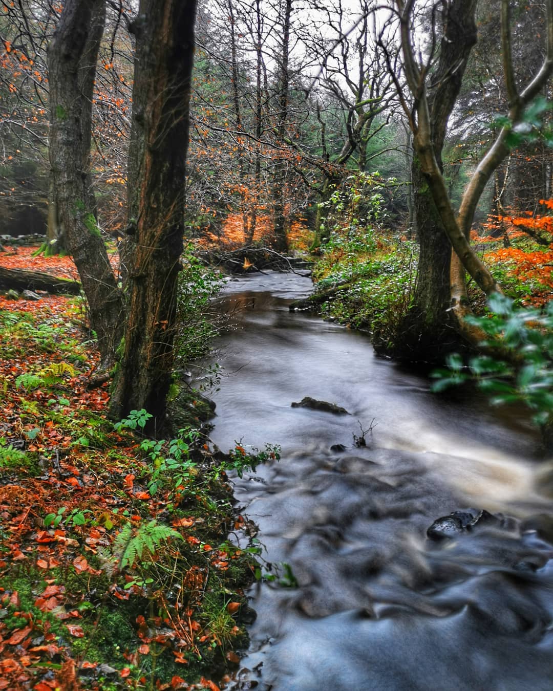 Long Exposure Woodland Stream Red Leaf Litter Banks Bare Dark Trees