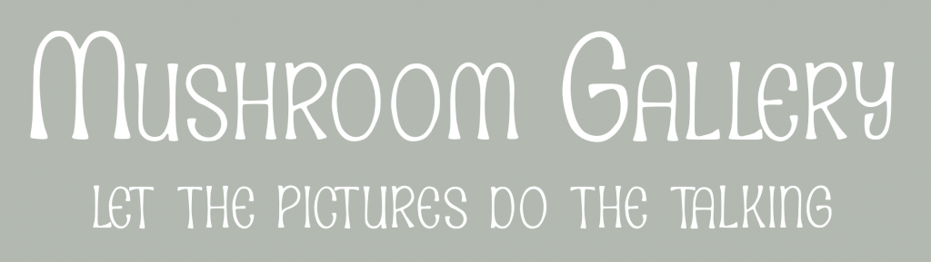 link to mushroom gallery